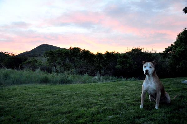 /Images/uploads/Humane Society of Utah/HSUCalendar/entries/1142thumb.jpg